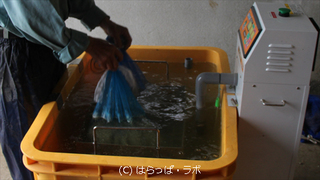 002_温湯消毒の様子_480x270_wcr.jpg