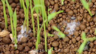 糸状菌_01_480x270_wcr.jpg