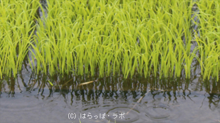 雨対策_02_480x270_wcr.jpg