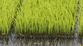 雨対策_03_480x270_wcr.jpg